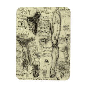 Vintage-Menschliche Anatomie Kehlkopf Bein Leonard Magnet