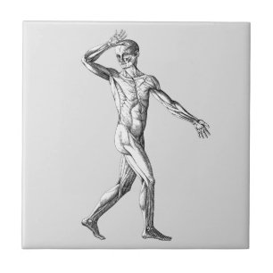 Vintage-Menschliche Anatomie, männliche Körpermusk Fliese