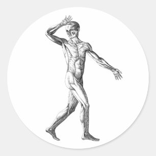 Vintage-Menschliche Anatomie, männliche Körpermusk Runder Aufkleber