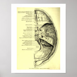 Vintage menschliche Anatomie Poster