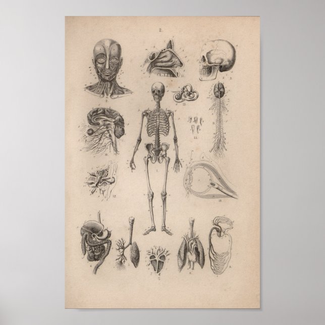 Vintage menschliche Anatomie Skeleton Print Poster (Vorne)
