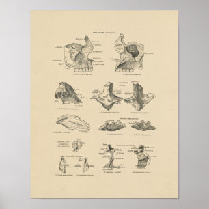 Vintage menschliche Gesichtsknochen 1880 Druck Poster