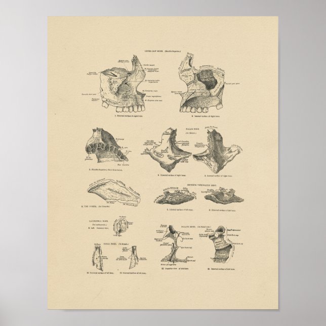 Vintage menschliche Gesichtsknochen 1880 Druck Poster (Vorne)