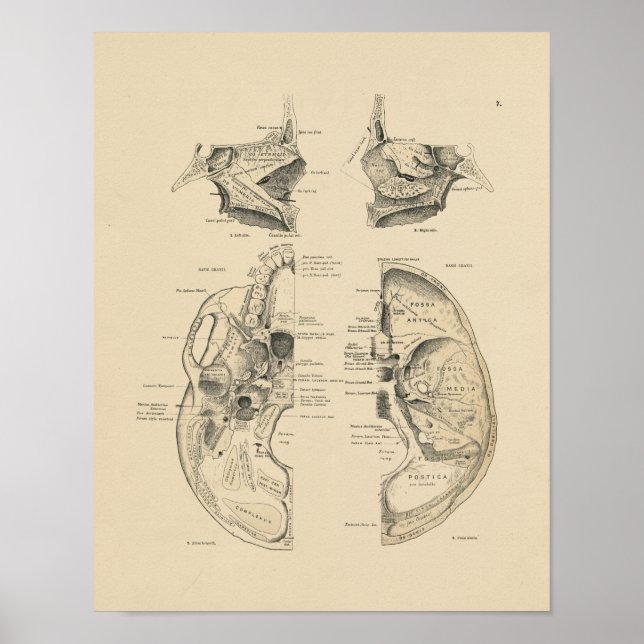 Vintage menschliche Schädelknochen 1880 drucken Poster (Vorne)