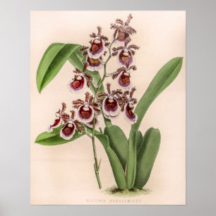 Vintage Miltonia Orchideenblüte Botanisch Poster