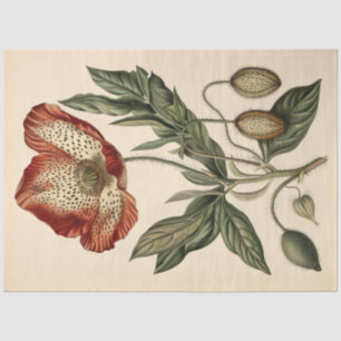 Vintage Mohn Illustration Möbel Decoupage Seidenpapier