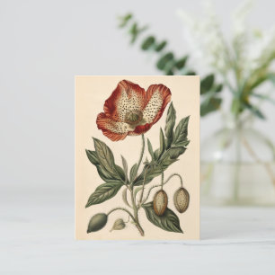 Vintage Mohn-Illustration Postkarte