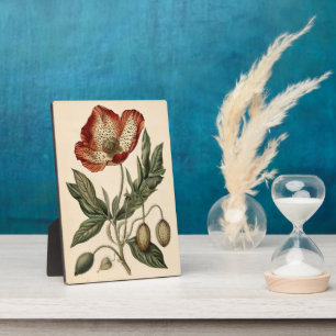 Vintage Mohnblüte Fotoplatte