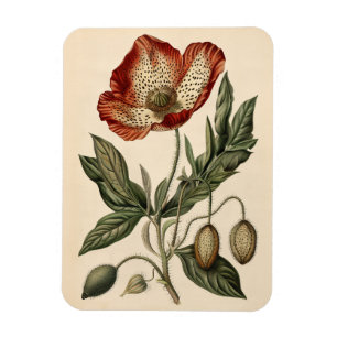 Vintage Mohnbotanische Illustration flexibel Magnet
