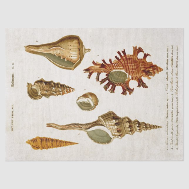 Vintage Mollusken-Muscheln Seidenpapier (Vorderseite)