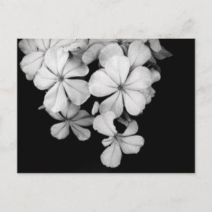 Vintage Monochrome Plumbago-Kunstwerk Postkarte