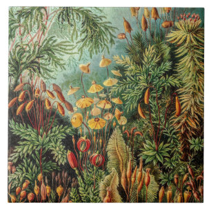 Vintage-Moos-Pflanzen Muscinae von Ernst Haeckel Fliese