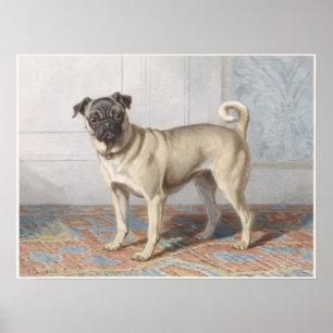 Vintage-Mops Poster