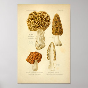 Vintage Morchella-Brown-Pilz-Kunst-Druck-Franzosen Poster