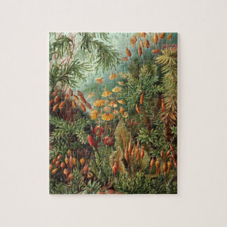 Vintage Moss-Pflanze von Ernst Haeckel, Muscinae Puzzle