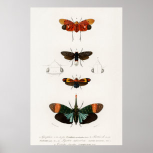 Vintage Moth Illustration Poster