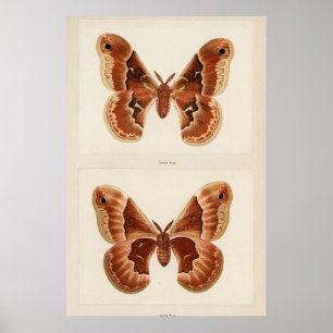 Vintage Moth Illustration Poster