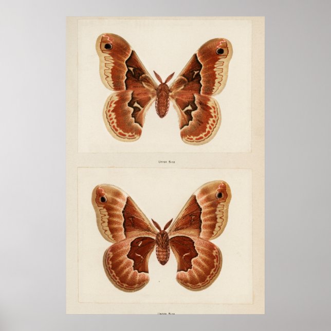 Vintage Moth Illustration Poster (Vorne)