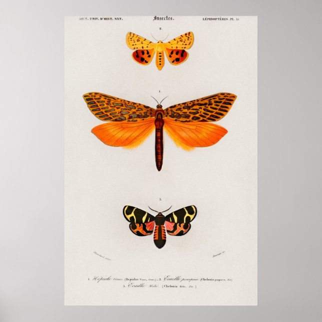 Vintage Moth Illustration Poster (Vorne)