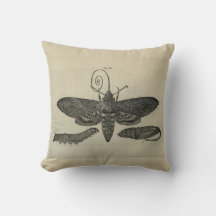 Vintage Moth Metamorphasis