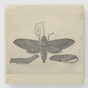 Vintage Moth Metamorphasis Steinuntersetzer
