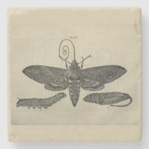 Vintage Moth Metamorphasis