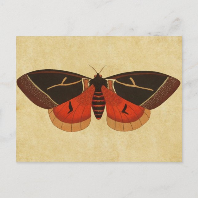 Vintage Moth Postkarte (Vorderseite)