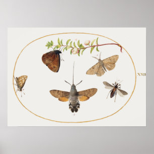 Vintage-Motiv Poster mit Mottenillustration