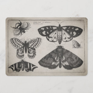 Vintage-Motten-Schmetterling-Biene-Illustration (6 Einladung