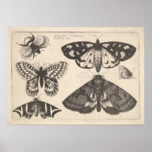 Vintage-Motten-Schmetterling-Biene-Insekt-Kunstpri