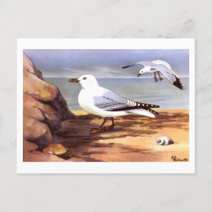 Vintage Möwen Ornithologie Druck R E Todhunter Postkarte