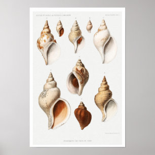 VINTAGE MULLOSCS (FROM NORTHERN SEAS) POSTER