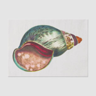 Vintage Muschel des Meeres Illustration von George Seidenpapier