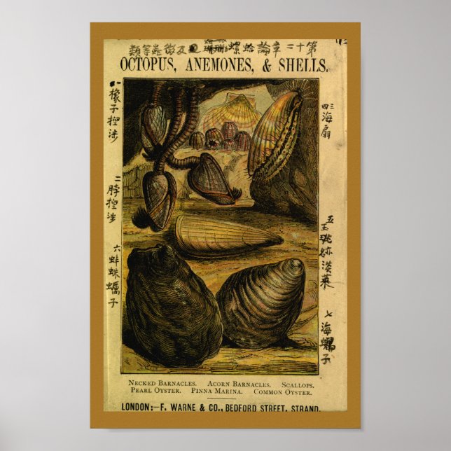 Vintage Muscheln Austern Scallops Kunst, Dichtung Poster (Vorne)
