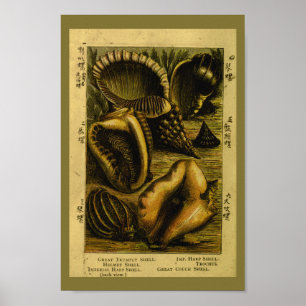 Vintage Muscheln Confiserie Drucken Poster
