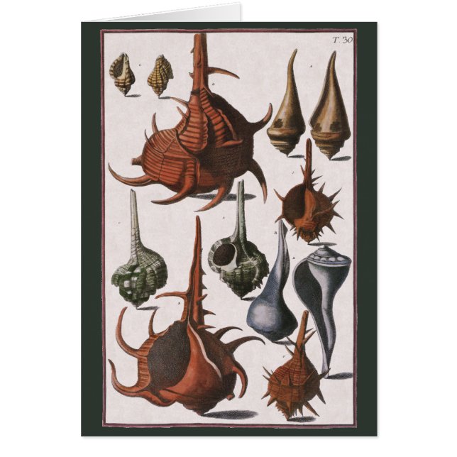 Vintage Muscheln, marines Leben, Muscheln im Ozean (Vorne)