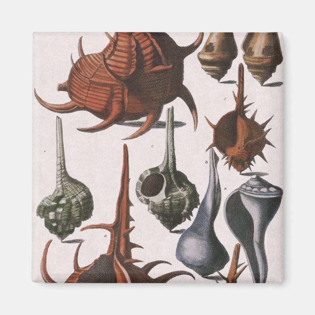 Vintage Muscheln, marines Leben, Muscheln im Ozean Magnet (Vorne)