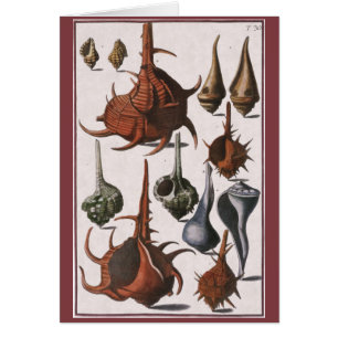 Vintage Muscheln, Meereslebewesen Muscheln