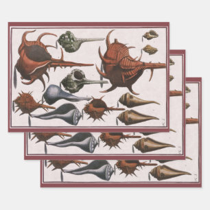 Vintage Muscheln, Meereslebewesen Muscheln Geschenkpapier Set