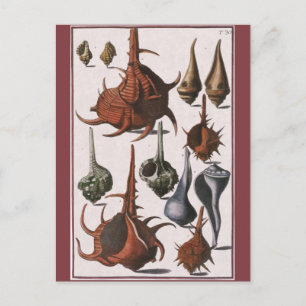 Vintage Muscheln, Meereslebewesen Muscheln Postkarte