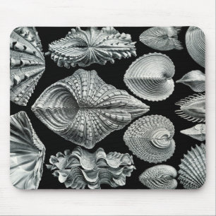 Vintage Muscheln Mousepad Ernst Haeckel