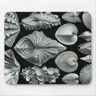 Vintage Muscheln Mousepad Ernst Haeckel