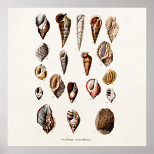 Vintage Muscheln Personalisiert Retro-Auger-Musche Poster