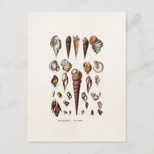 Vintage Muscheln Personalisiert Retro-Auger-Musche Postkarte