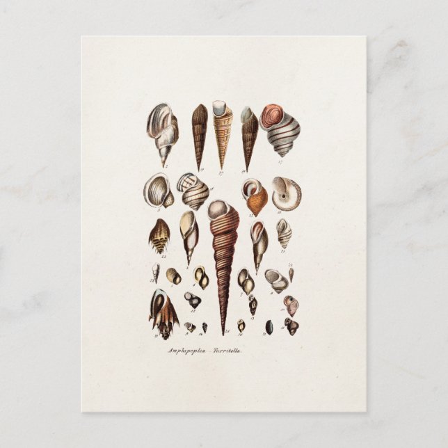 Vintage Muscheln Personalisiert Retro-Auger-Musche Postkarte (Vorderseite)