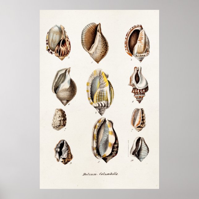 Vintage Muscheln Personalisiert Retro Berge Musche Poster (Vorne)