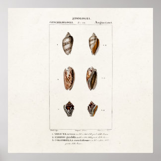 Vintage Muscheln Personalisierte Muschel Poster