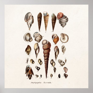 Vintage Muscheln-personalisierte Retro Poster