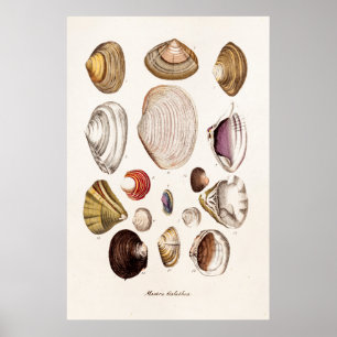Vintage Muscheln-personalisierte Retro Poster