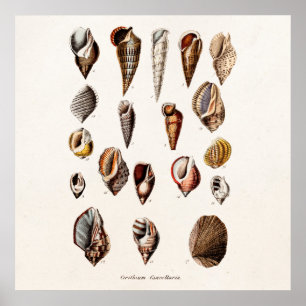 Vintage Muscheln-personalisierte Retro Poster